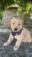 Ruger, a male Golden Retriever for sale in Porter, OK – 3 of 4