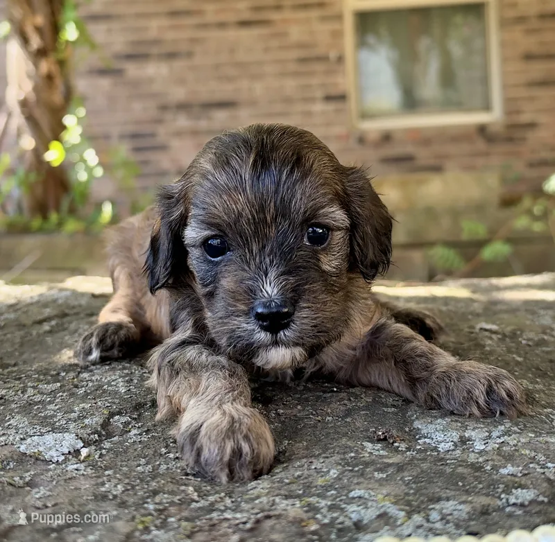 Finn – Cavapoo puppy for sale in Porter, OK