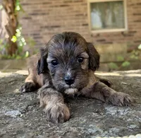 Finn, a male Cavapoo for sale in Porter, OK – 1 of 9