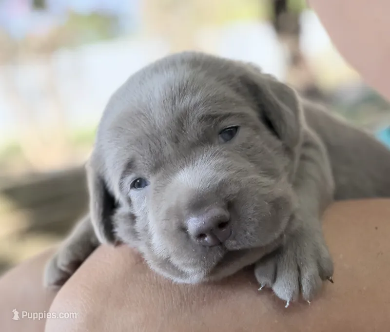 Rare Sage – Labrador Retriever puppy for sale in Porter, OK