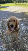 Remme, a male Golden Retriever for sale in Porter, OK – 2 of 4