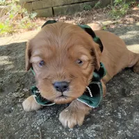 Enzo, a male Cavapoo for sale in Porter, OK – 2 of 7