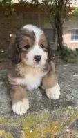 Rosie, a male Bernedoodle for sale in Porter, OK – 7 of 7