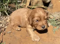 Milo, a male Cavapoo for sale in Porter, OK – 6 of 8