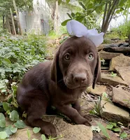 Abby, a female Labrador Retriever for sale in Porter, OK – 3 of 5