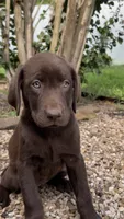 Gracie, a female Labrador Retriever for sale in Porter, OK – 3 of 5