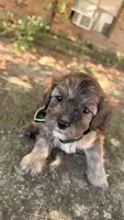 Finn, a male Cavapoo for sale in Porter, OK – 5 of 5
