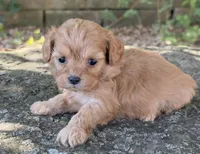 Peanut, a female Cavapoo for sale in Porter, OK – 6 of 8