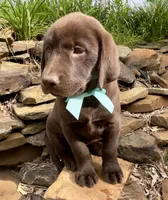 Reese, a female Labrador Retriever for sale in Porter, OK – 4 of 5