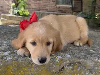 Cricket, a female Golden Retriever for sale in Porter, OK – 3 of 5