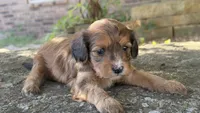 Coco, a female Cavapoo for sale in Porter, OK – 8 of 9
