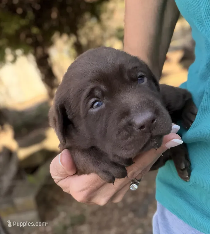 Goose – Labrador Retriever puppy for sale in Porter, OK