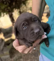 Goose, a female Labrador Retriever for sale in Porter, OK – 1 of 8