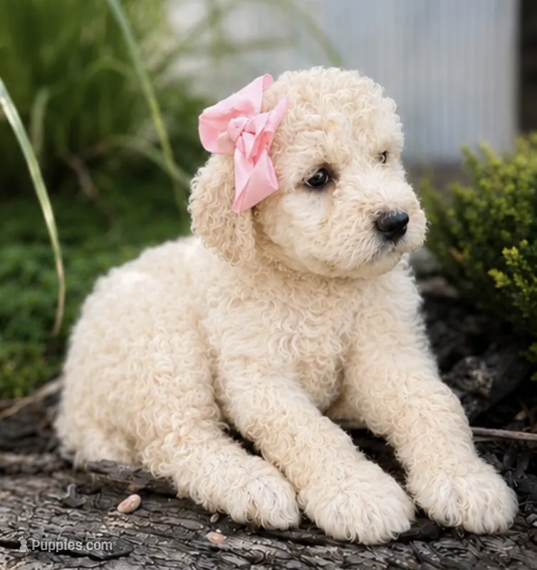 Sunny – Poodle - Standard  puppy for sale in Porter, OK