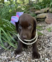 Reese, a female Labrador Retriever for sale in Porter, OK – 4 of 5