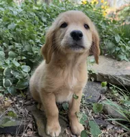 Cricket, a female Golden Retriever for sale in Porter, OK – 4 of 5