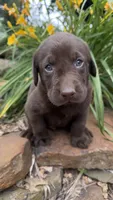 Doug, a male Labrador Retriever for sale in Porter, OK – 3 of 4