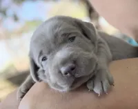 Rare Sage, a female Labrador Retriever for sale in Porter, OK – 2 of 6