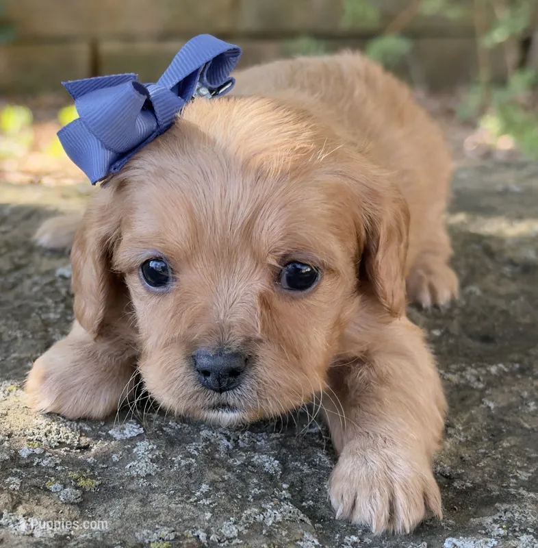 Molly – Cavapoo puppy for sale in Porter, OK