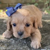 Molly, a female Cavapoo for sale in Porter, OK – 1 of 6