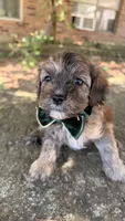 Finn, a male Cavapoo for sale in Porter, OK – 3 of 5