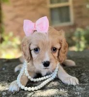 Daisy, a female Cavapoo for sale in Porter, OK – 4 of 4