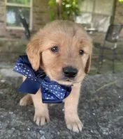 Buckshot, a male Golden Retriever for sale in Porter, OK – 4 of 8