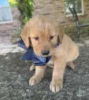 Buckshot, a male Golden Retriever for sale in Porter, OK – 2 of 8