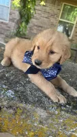 Buckshot, a male Golden Retriever for sale in Porter, OK – 7 of 8