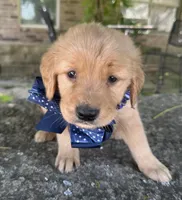 Buckshot, a male Golden Retriever for sale in Porter, OK – 3 of 8