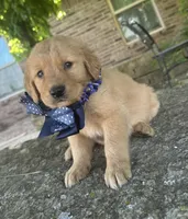 Buckshot, a male Golden Retriever for sale in Porter, OK – 1 of 8