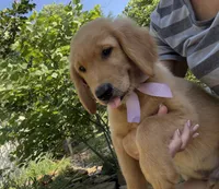 Bickshot, a male Golden Retriever for sale in Porter, OK – 5 of 5