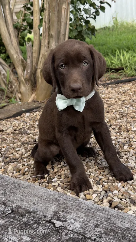 Gracie – Labrador Retriever puppy for sale in Porter, OK