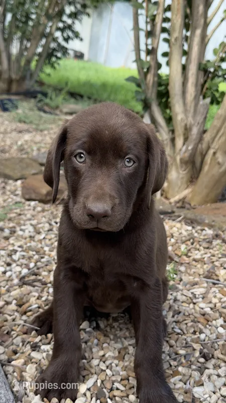 Gracie – Labrador Retriever puppy for sale in Porter, OK