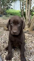 Gracie, a female Labrador Retriever for sale in Porter, OK – 1 of 5