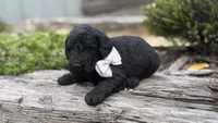 Prince, a male Poodle - Standard  for sale in Porter, OK – 2 of 3