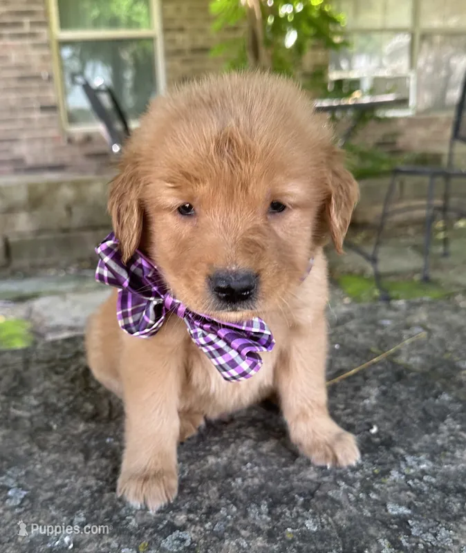 Remme – Golden Retriever puppy for sale in Porter, OK
