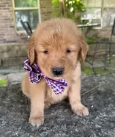 Remme, a male Golden Retriever for sale in Porter, OK – 1 of 5