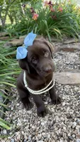 Gracie, a female Labrador Retriever for sale in Porter, OK – 5 of 6