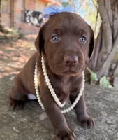 Lucy, a female Labrador Retriever for sale in Porter, OK – 4 of 9