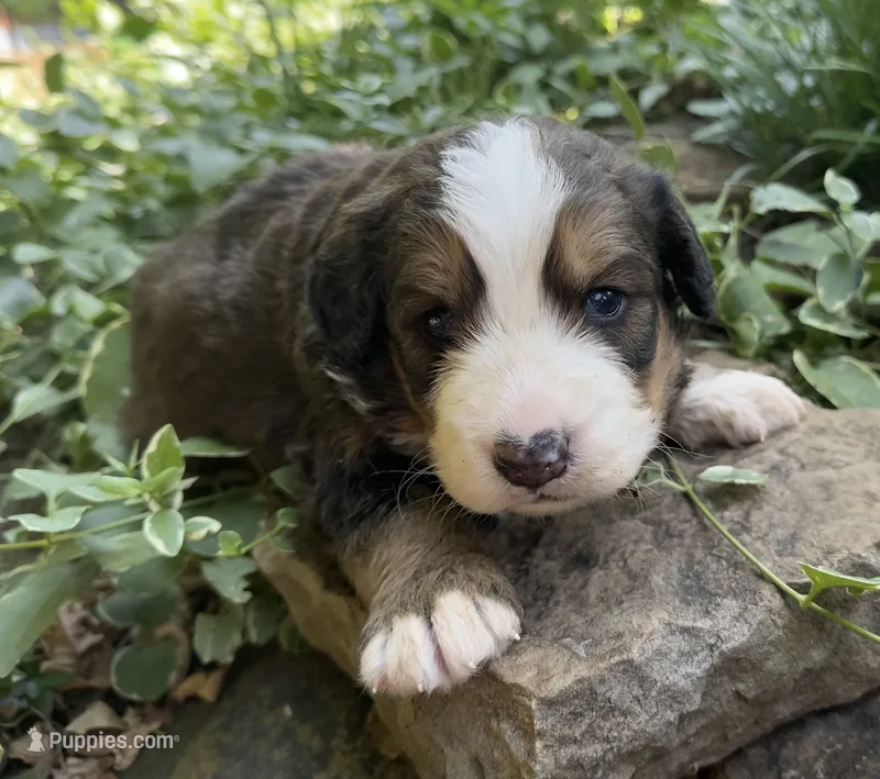 Bernie – Bernedoodle puppy for sale in Porter, OK