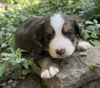 Bernie, a male Bernedoodle for sale in Porter, OK – 1 of 8
