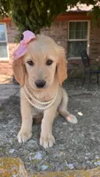 Lillibet, a female Golden Retriever for sale in Porter, OK – 3 of 6