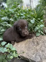 Piper, a female Labrador Retriever for sale in Porter, OK – 3 of 3