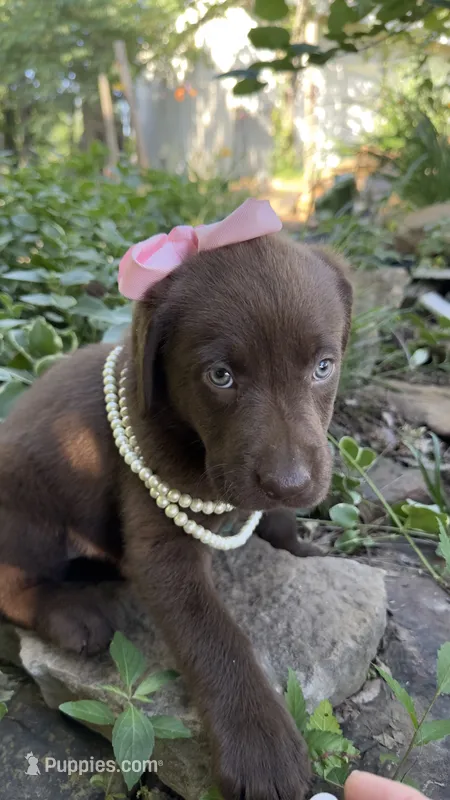 Darcy – Labrador Retriever puppy for sale in Porter, OK