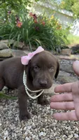 Darcy, a female Labrador Retriever for sale in Porter, OK – 4 of 7