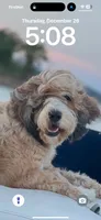 Bear, a male Bernedoodle for sale in Porter, OK – 7 of 8