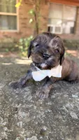 Fudge, a male Cavapoo for sale in Porter, OK – 4 of 4