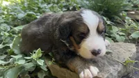 Bernie, a male Bernedoodle for sale in Porter, OK – 3 of 8