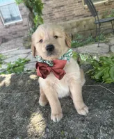 Ranger, a male Golden Retriever for sale in Porter, OK – 5 of 5